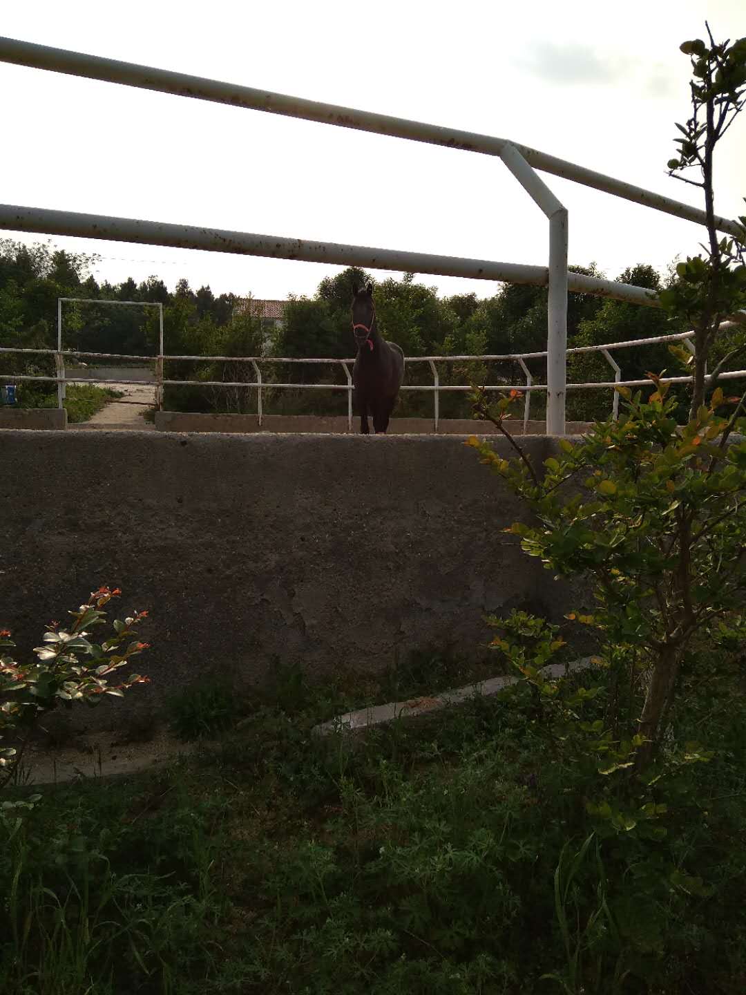 我很喜欢骑马