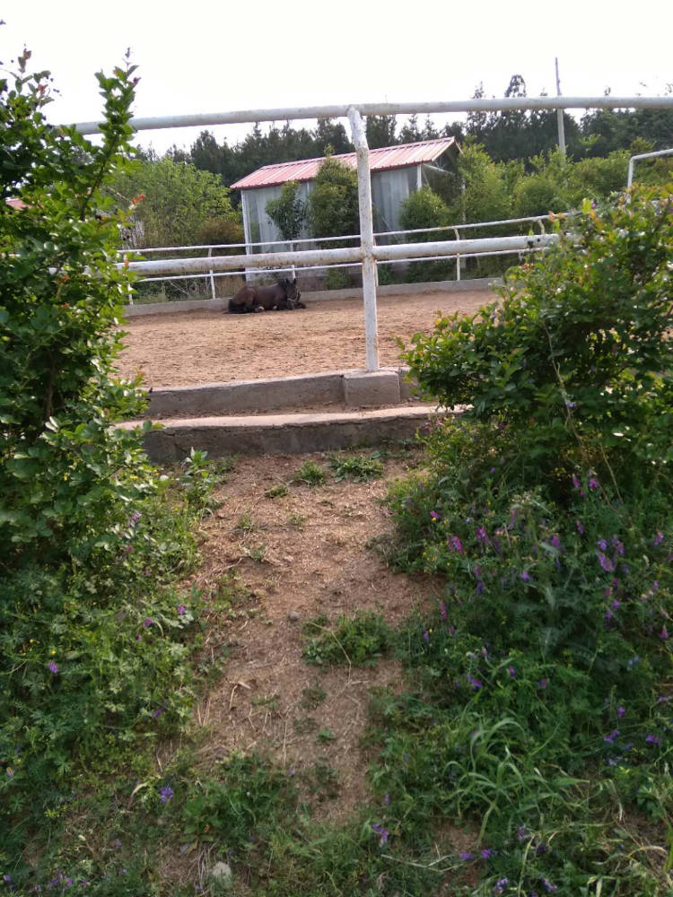 骑马打猎很爽吧