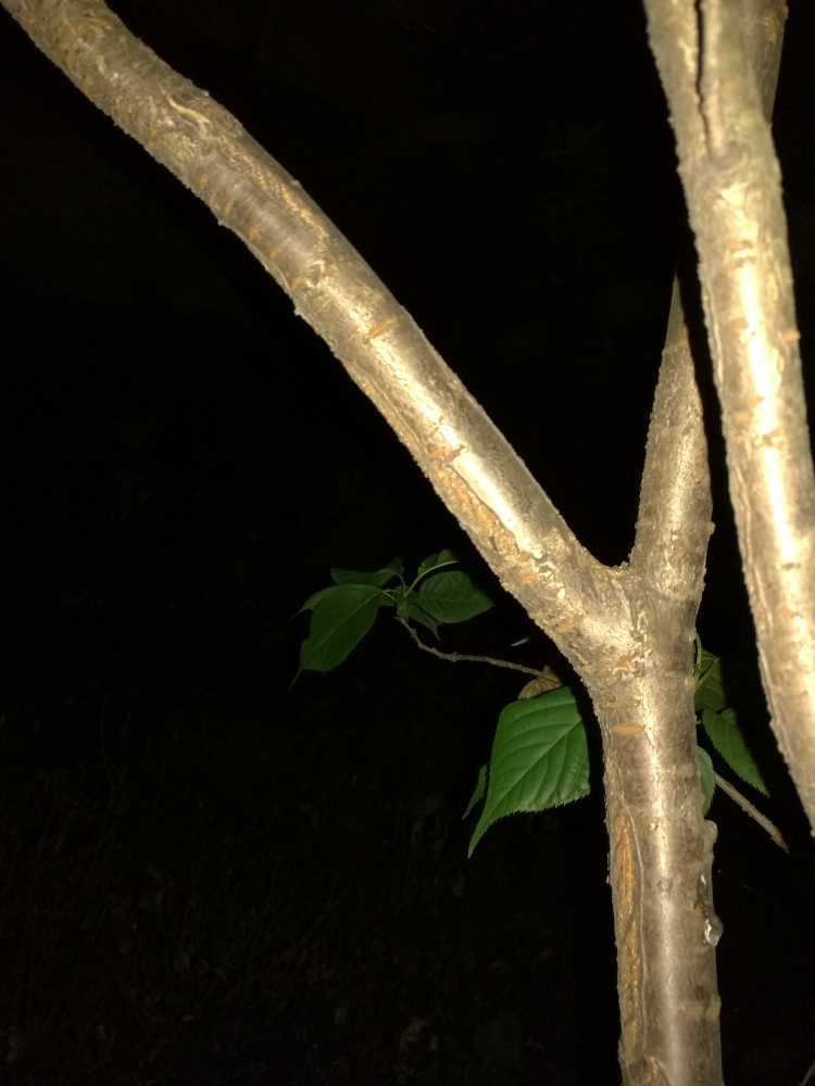IMG_20180517_235335.jpg