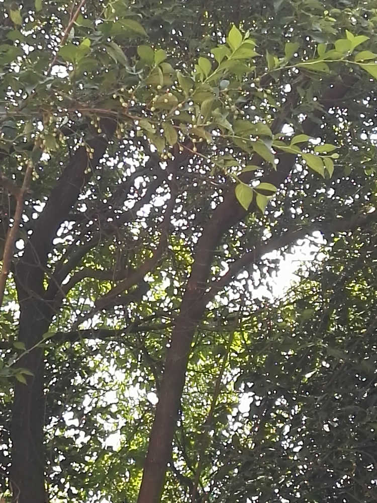IMG_20180618_112115.jpg