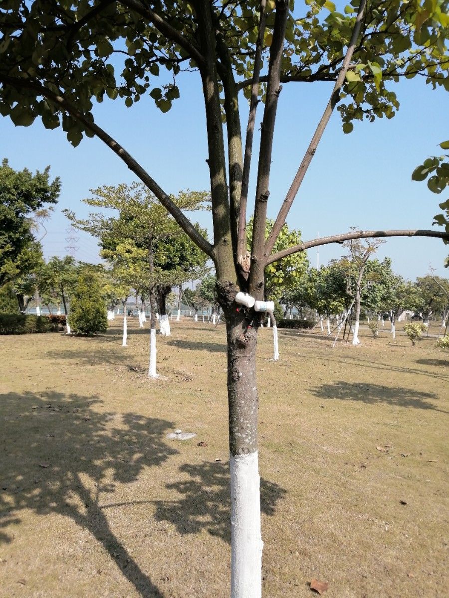 公园的树靶