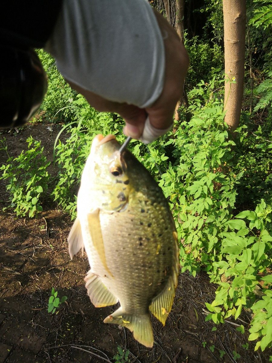 IMG_20200829_075013.jpg