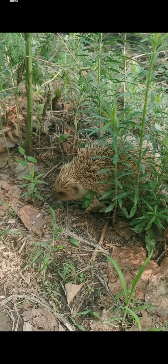 小刺猬4.jpg