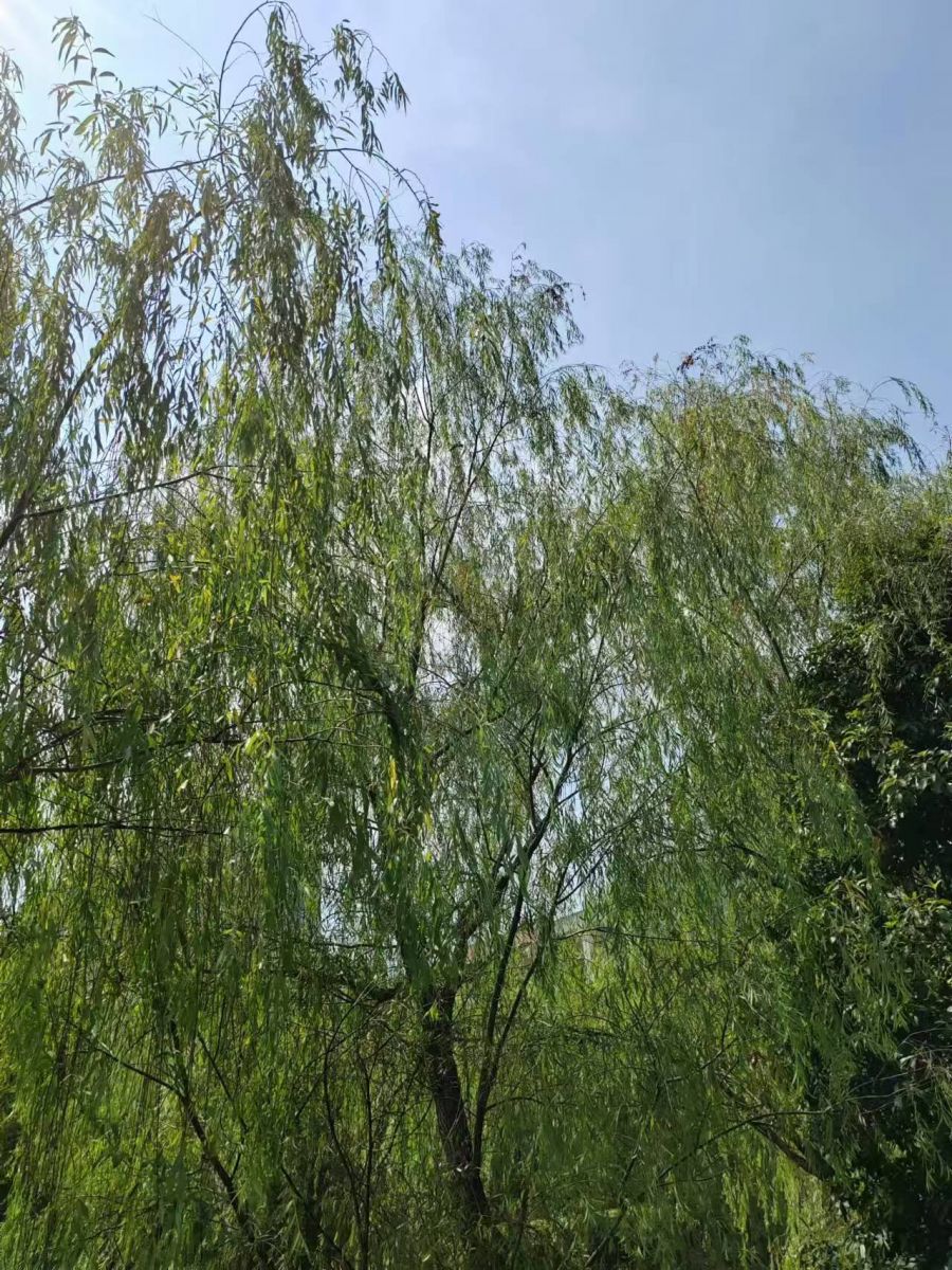 微信图片_20240807110943.jpg